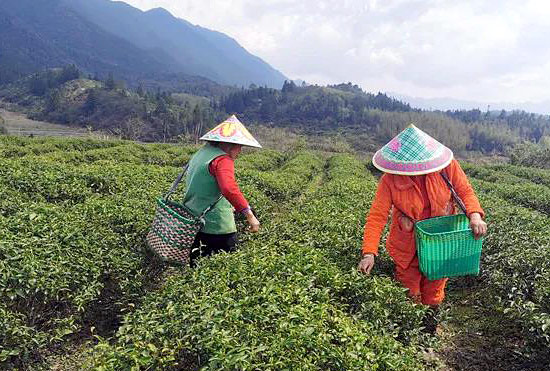 瑞幸咖啡玩資本 江西春茶煉品質(zhì)