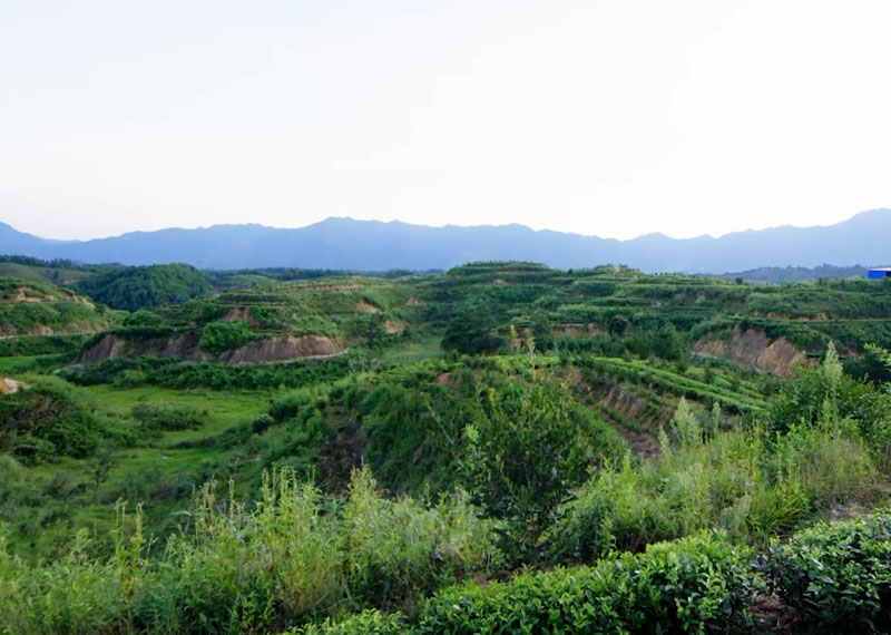 種植基地